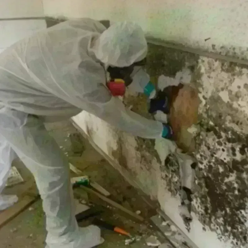 Mold Remediation and Removal in Rose Hill, VA